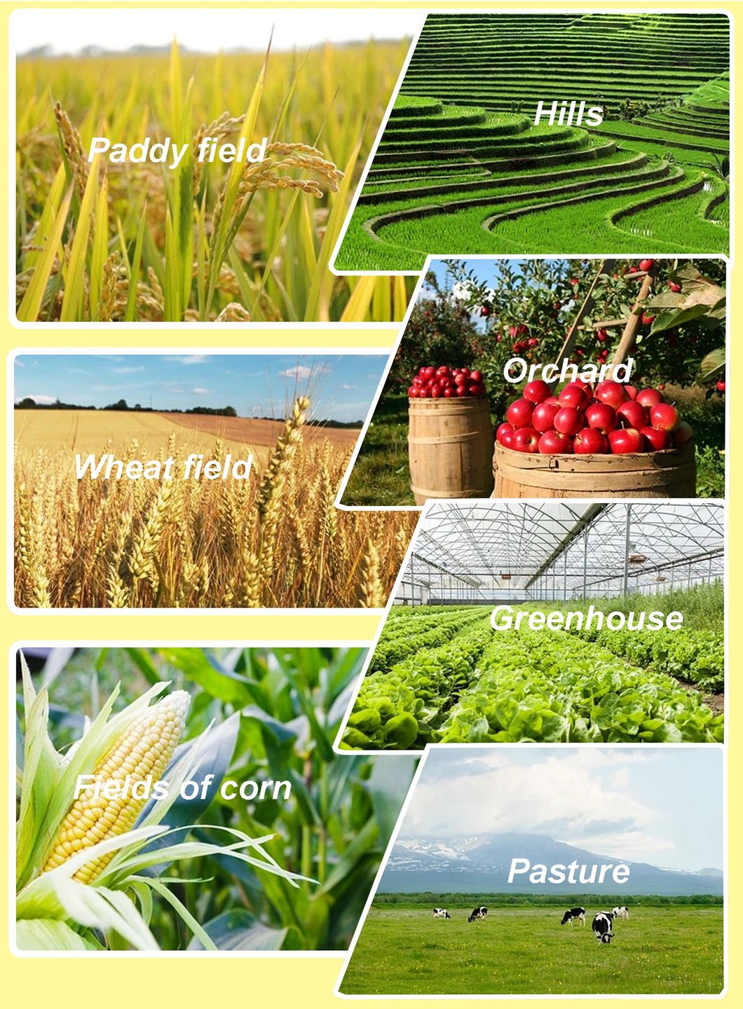Mini Tractor 50HP 60 HP 70HP 4 Wd 4X4 Compact Tractors Garden Farm Tractor Farming Machine for Agriculture Made in China