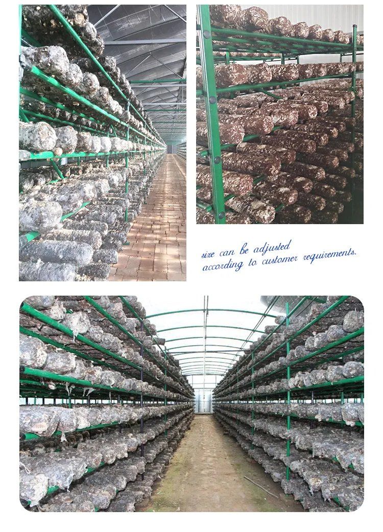 Satrise Plug in Mushroom Racks Growing Shelvea for Cultivation Shiitake Mushroom