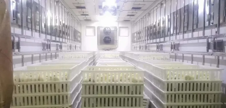 Zambia Use Sinotruk Rhd Chick Van Truck for 10000PCS Baby Chicks